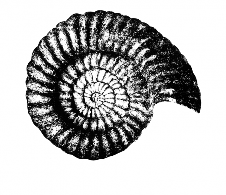 Ammonite 1